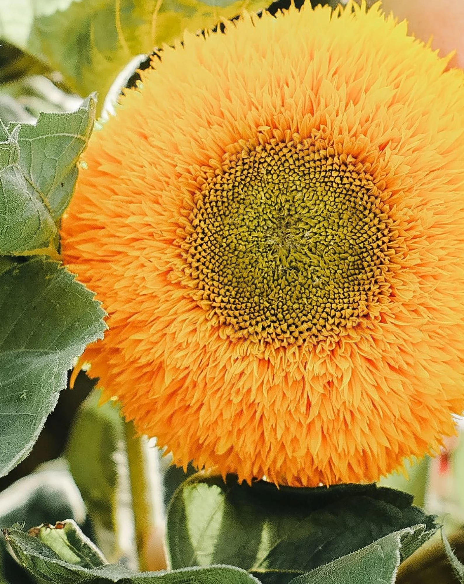 Dwarf Teddy Bear Sunflower Seeds/ Full Sun/ Annual/ 2200 Seeds 1 oz/ Zellajake Farm and Garden - B69