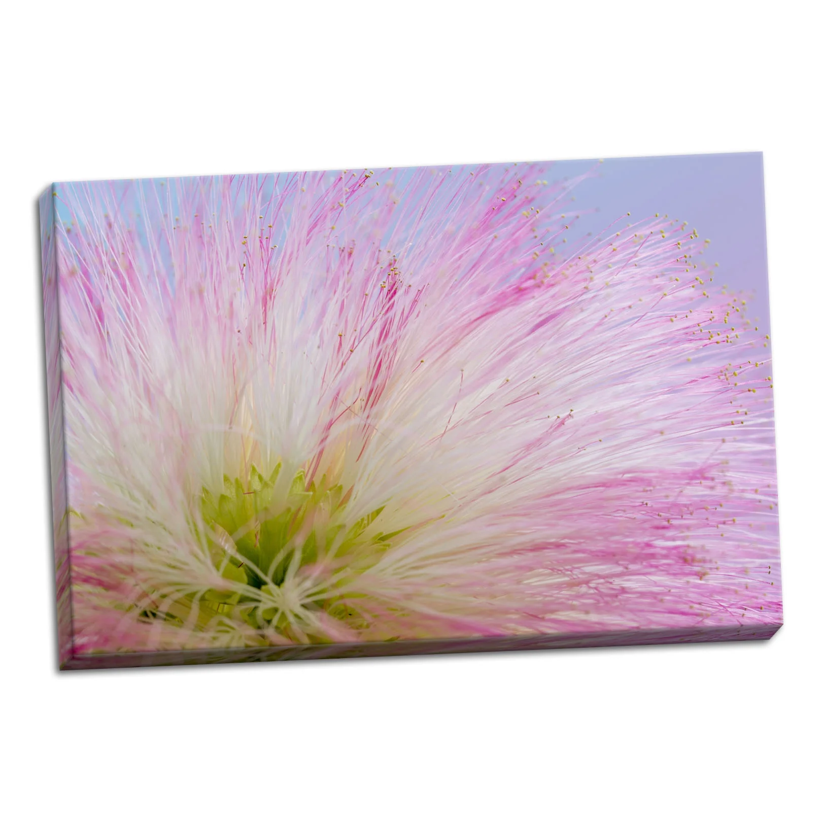 Gango Home Decor Mimosa Tree Blossom III by Kathy Mahan (Ready to Hang); One 36x24in Hand-Stretched Canvas