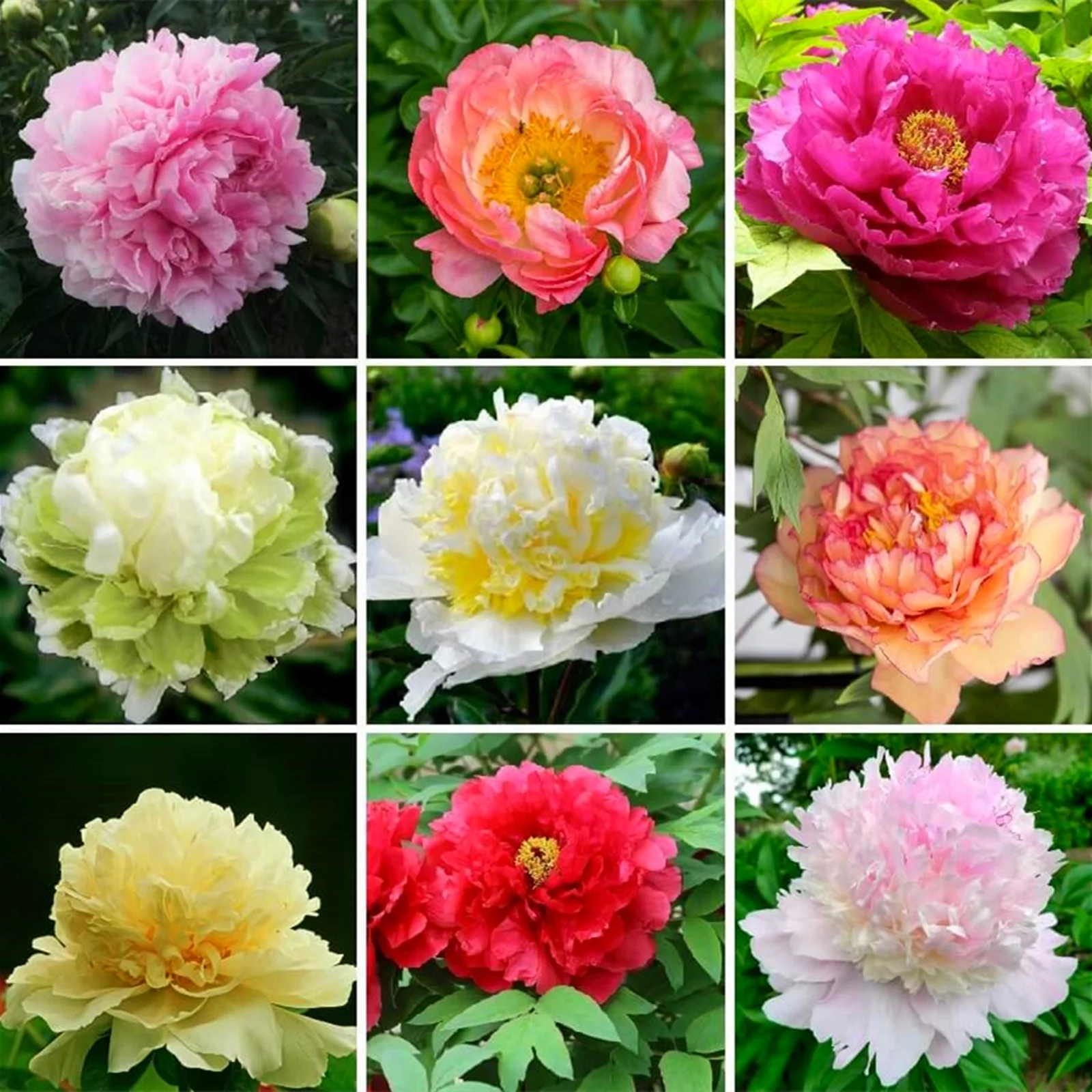 Peony Bulbs, Peony Bulbs, Perennials, DecorationPeony Plant, Ornamental, Potted Plant, Beauty,Four Seasons,Peony Bulbs For Sale