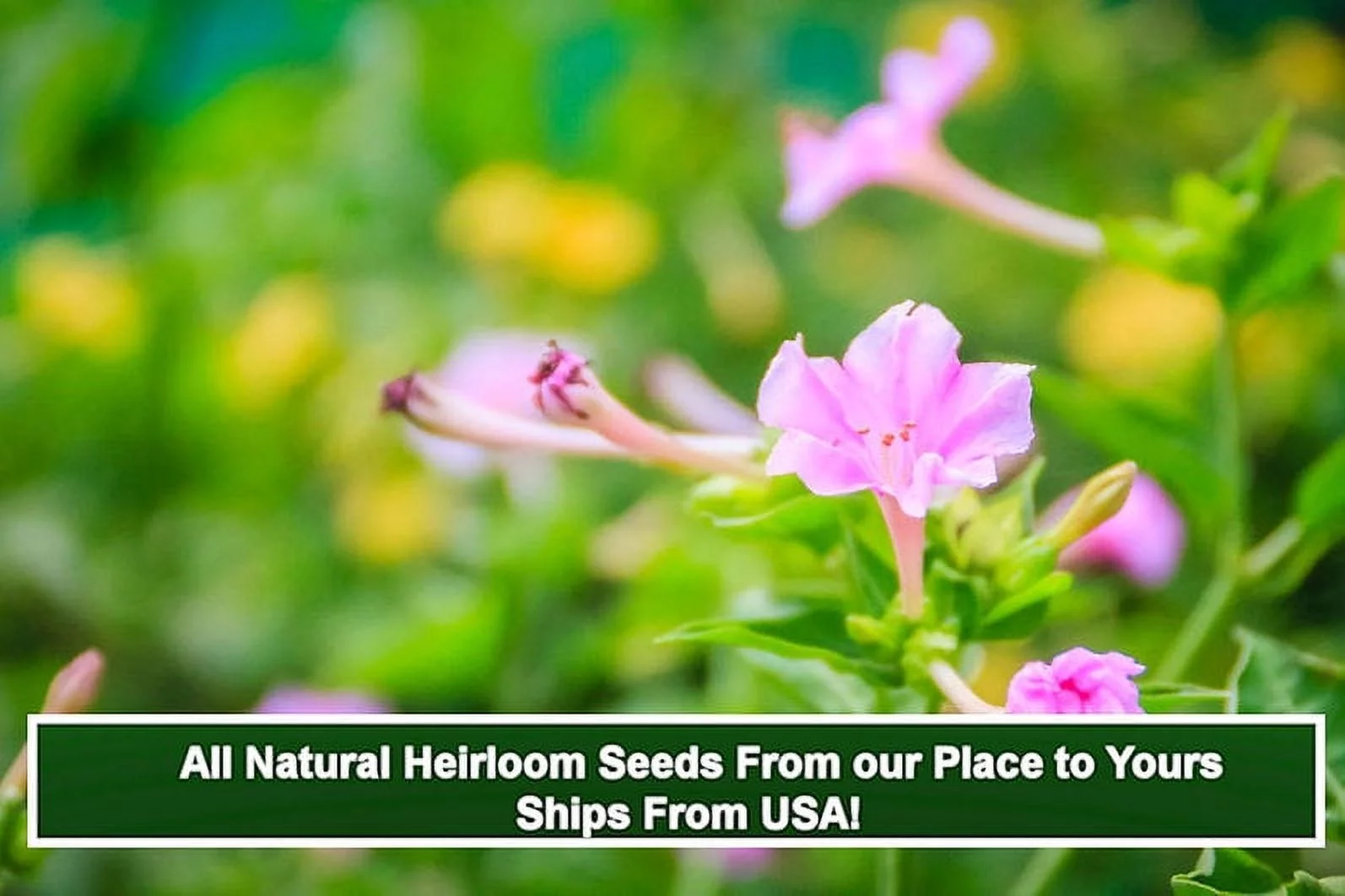 SEEDs= = =Serendipity's 4 O'clock- Pink Flower- 50 Seeds -Mirabilis jalapa- Brilliant Blooms  - Four OClock = Serendipity  SEEDs
