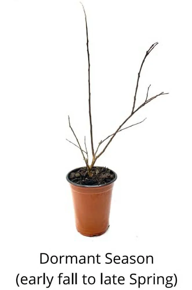 6 Pack - Natchez (White) Crape Myrtle Trees