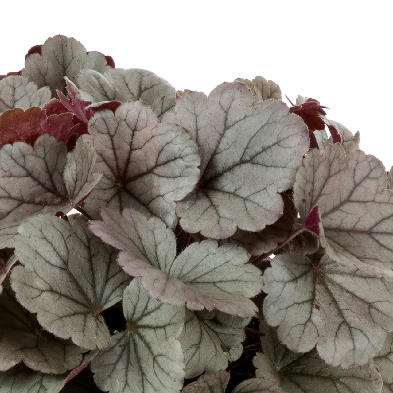 Proven Winners 2.5QT Heuchera Dolce Silver Gumdrop Live Plant Grower Pot Shade