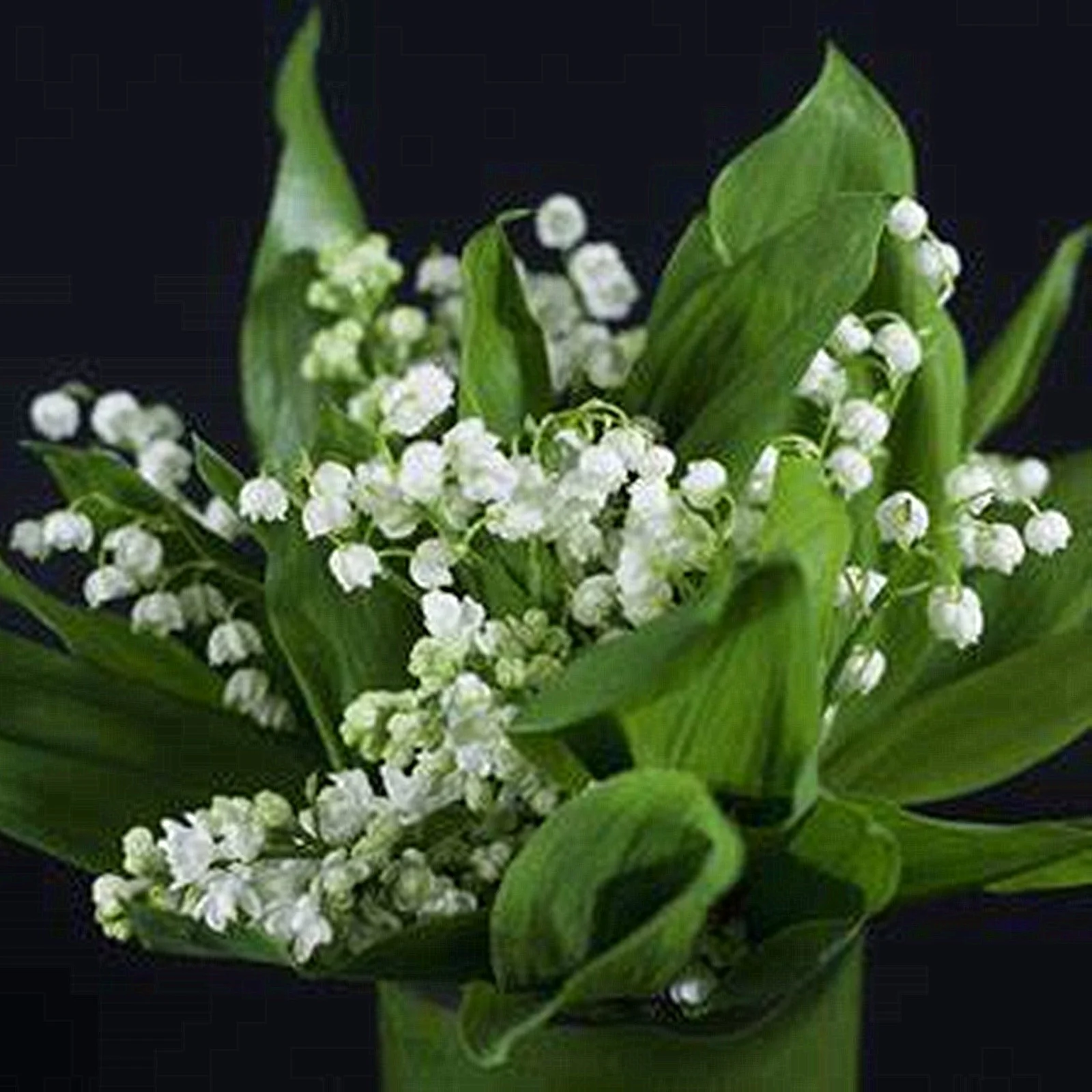 Lily Of The Valley Bulbs, Aromatic Plants ，Perennial Bulbs,Lily Of The Valley Plants Live,Potted PlantsLily Of The Valley Bulbs For Sale