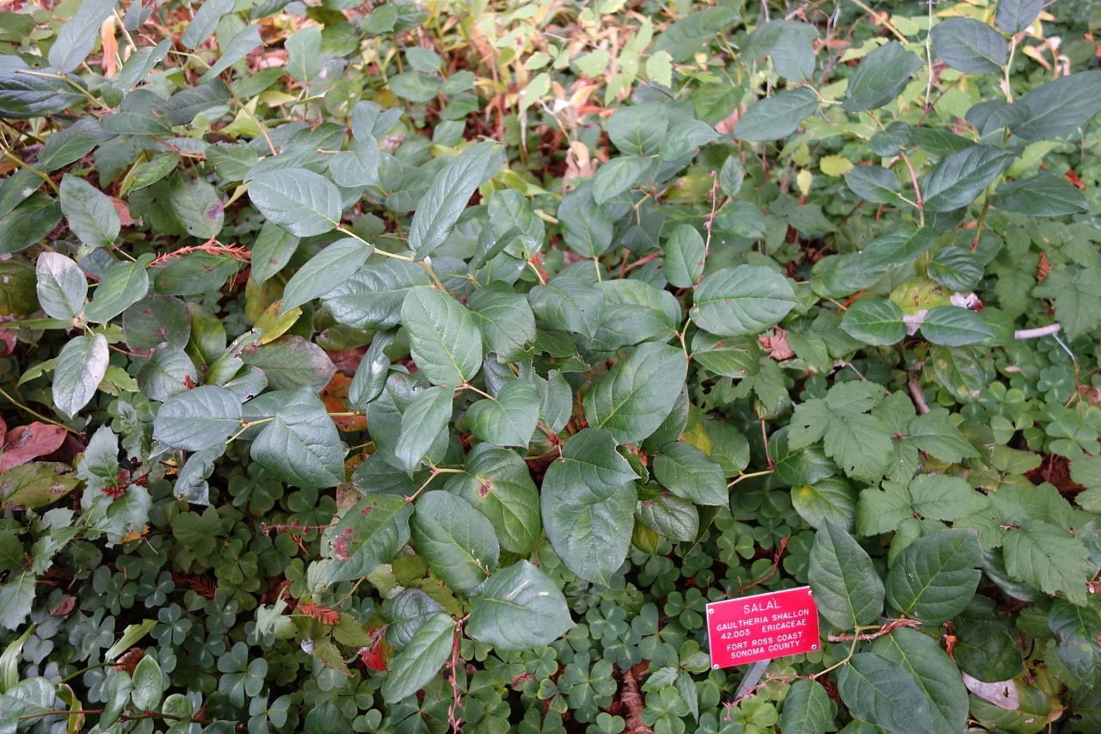 40 SALAL BERRY Gaultheria Shallon Pink White Flowers Blue Fruit Shrub Seeds