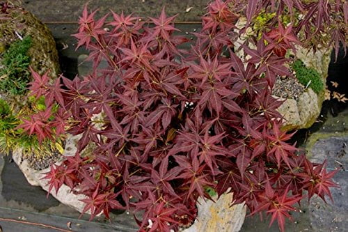 Kurenai Jishi Dwarf Japanese Maple 1 - Year Live Plant