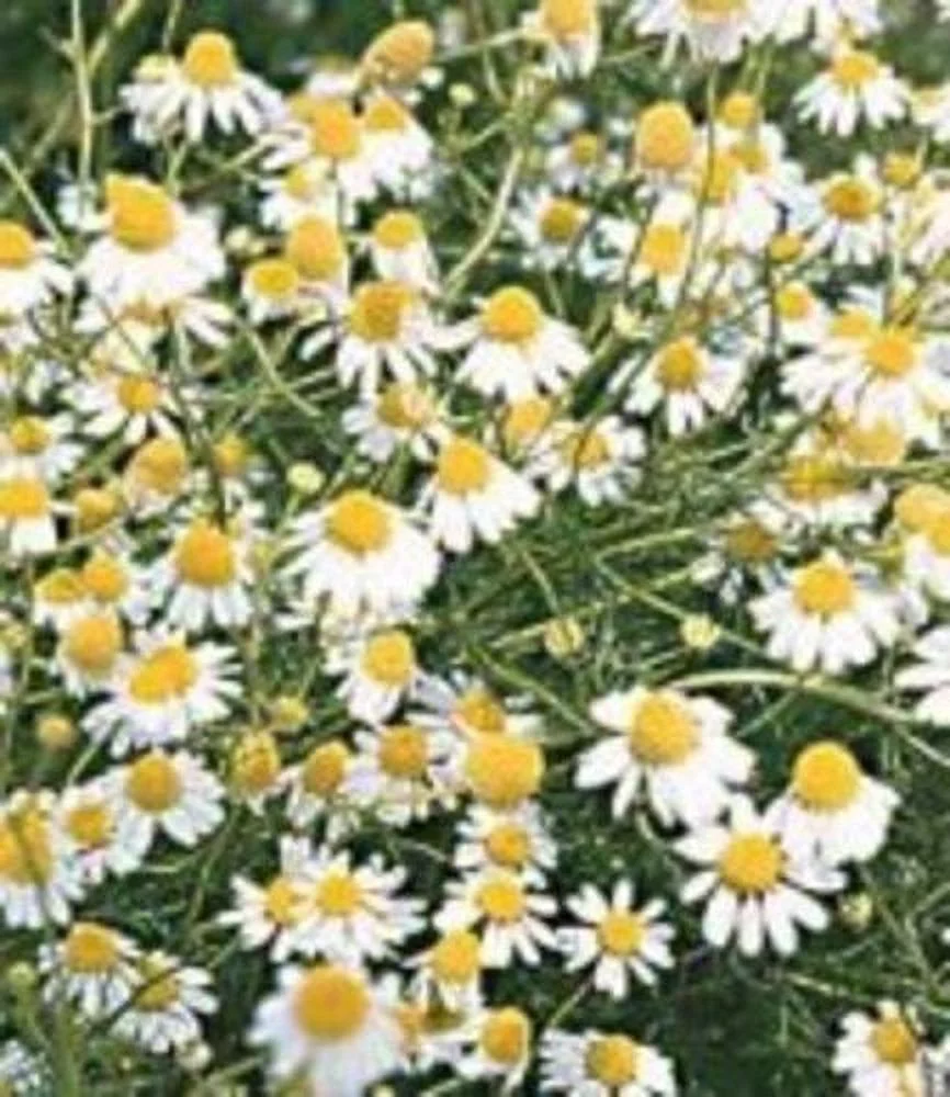 Chamomile German Great Garden Herb By Seed Kingdom BULK 40,000 Seeds
