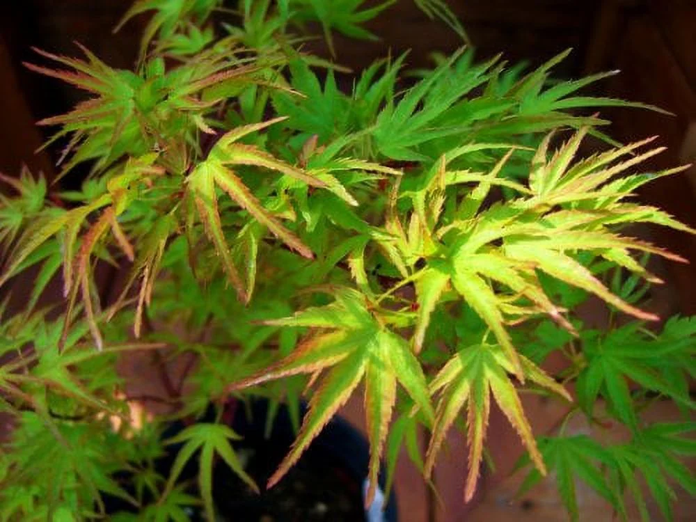Dwarf Kamagata Japanese Maple Live Plant