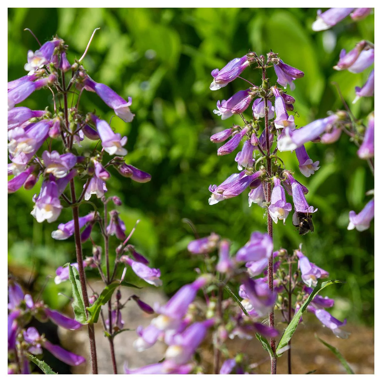 Everwilde Farms - 1250 Hairy Beardtongue Native Wildflower Seeds - Gold Vault Jumbo Bulk Seed Packet