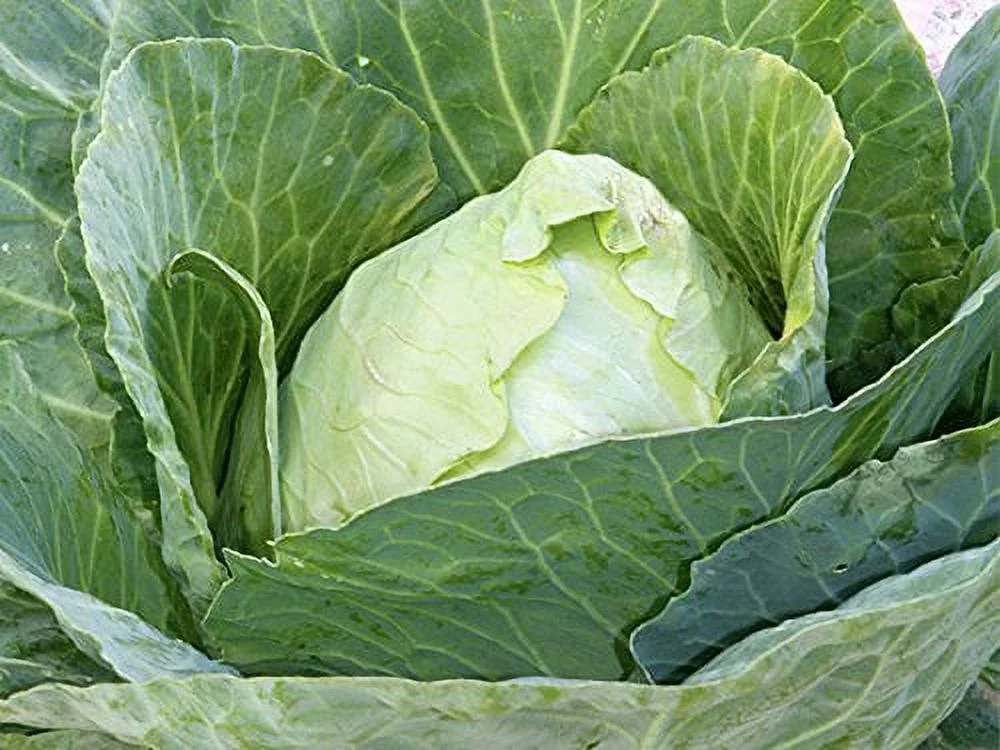 Cabbage Early Jersey Wakefield Great Heirloom Vegetable 800 Seeds
