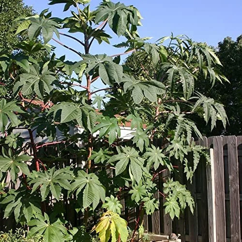 Zanzibar Castor Bean Seeds Ricinus Communis 'Zanzibariensis' Large, Tropical-Looking Ornamental Foliage Decorative Presence in Gardens Outdoor 10Pcs Flower Seeds by YEGAOL Garden