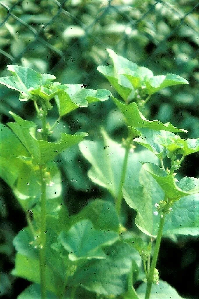 100 CHINESE MALLOW Malva Verticillata Cluster Musk Flower Herb Vegetable Seeds