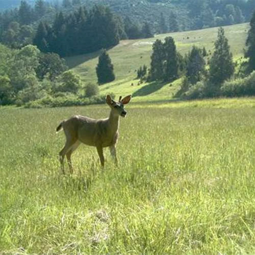 Sweet Spot Deer Food Plot Seed - SucraSeed - 10 LBS