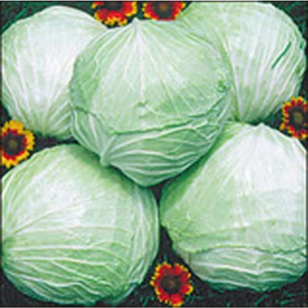 Cabbage Late Flat Dutch Great Heirloom Vegetable 2,000 Seeds