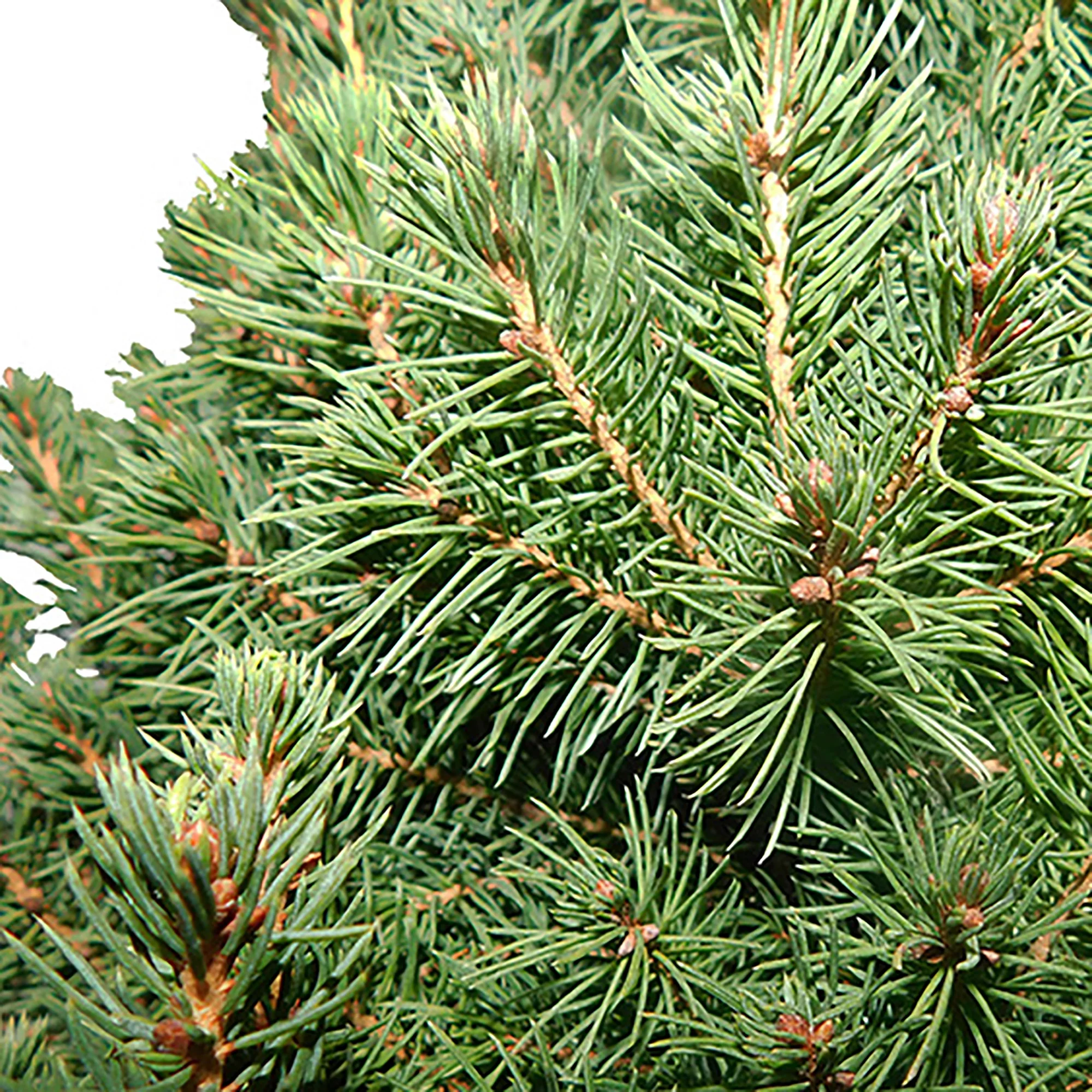 Baucom's Alberta Spruce Live Shrub