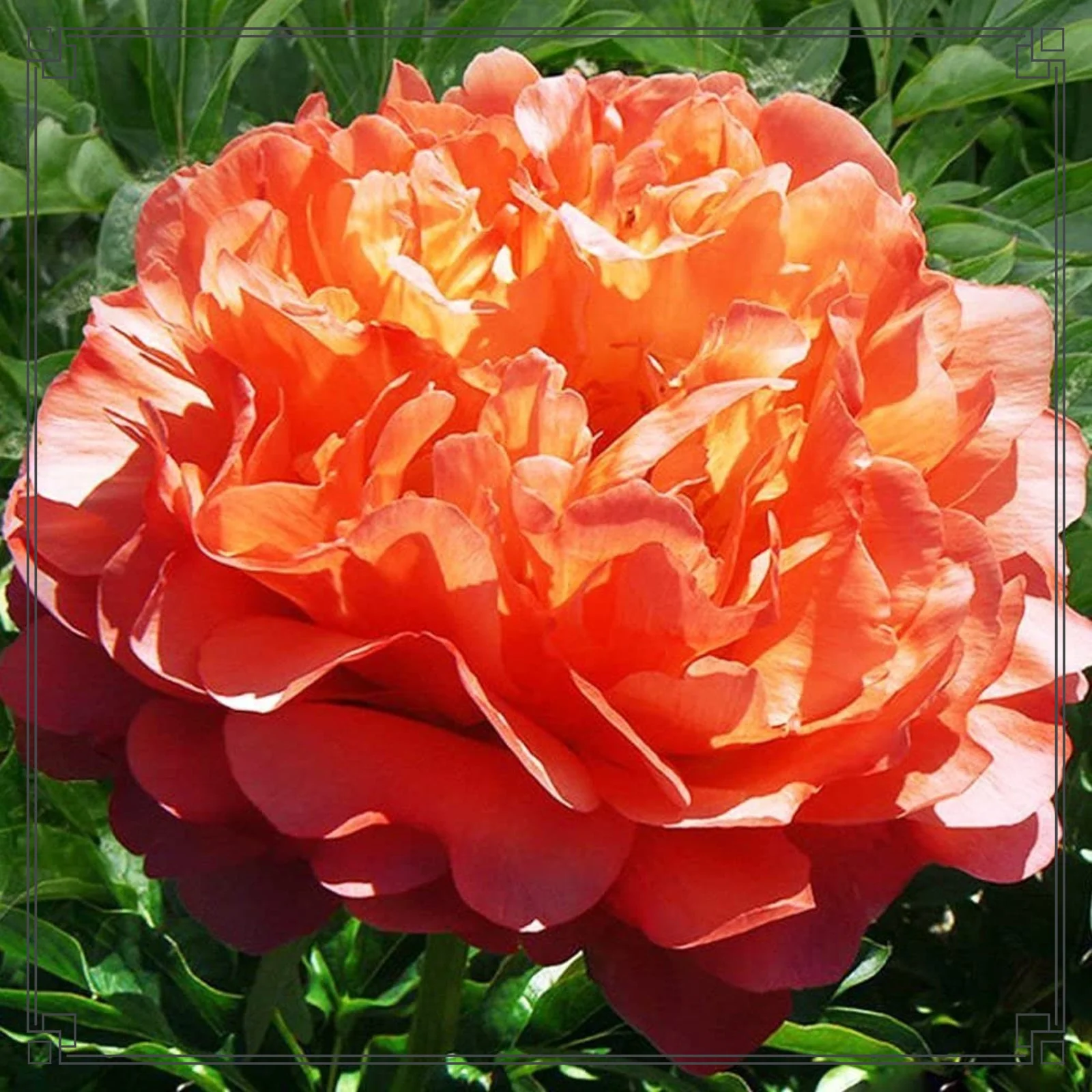 Peony Bulbs Peony Bulbs For Sale Peony Bulbs For Planting Peony Plants Now Garden Decoration