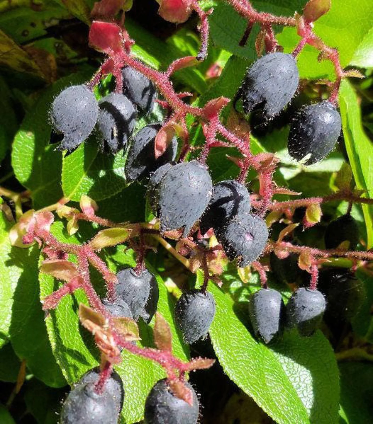 40 SALAL BERRY Gaultheria Shallon Pink White Flowers Blue Fruit Shrub Seeds