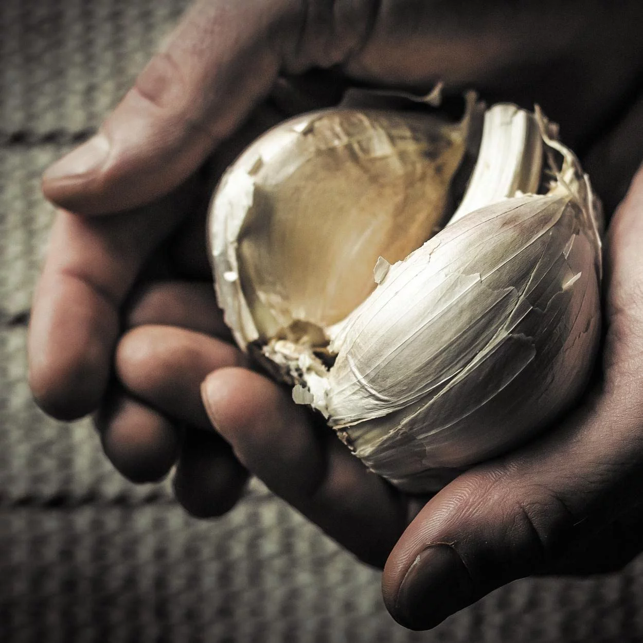 1 Huge Elephant Garlic Bulb! Great for Planting, Eating or Cooking! Non GMO, Organic. Milder Tasting Garlic that Grows Enormous Cloves.