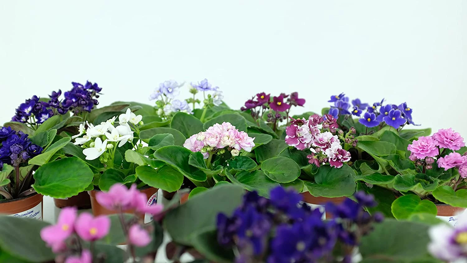 Optimara African Violet Variety Pack (4 Assorted Plants) (4