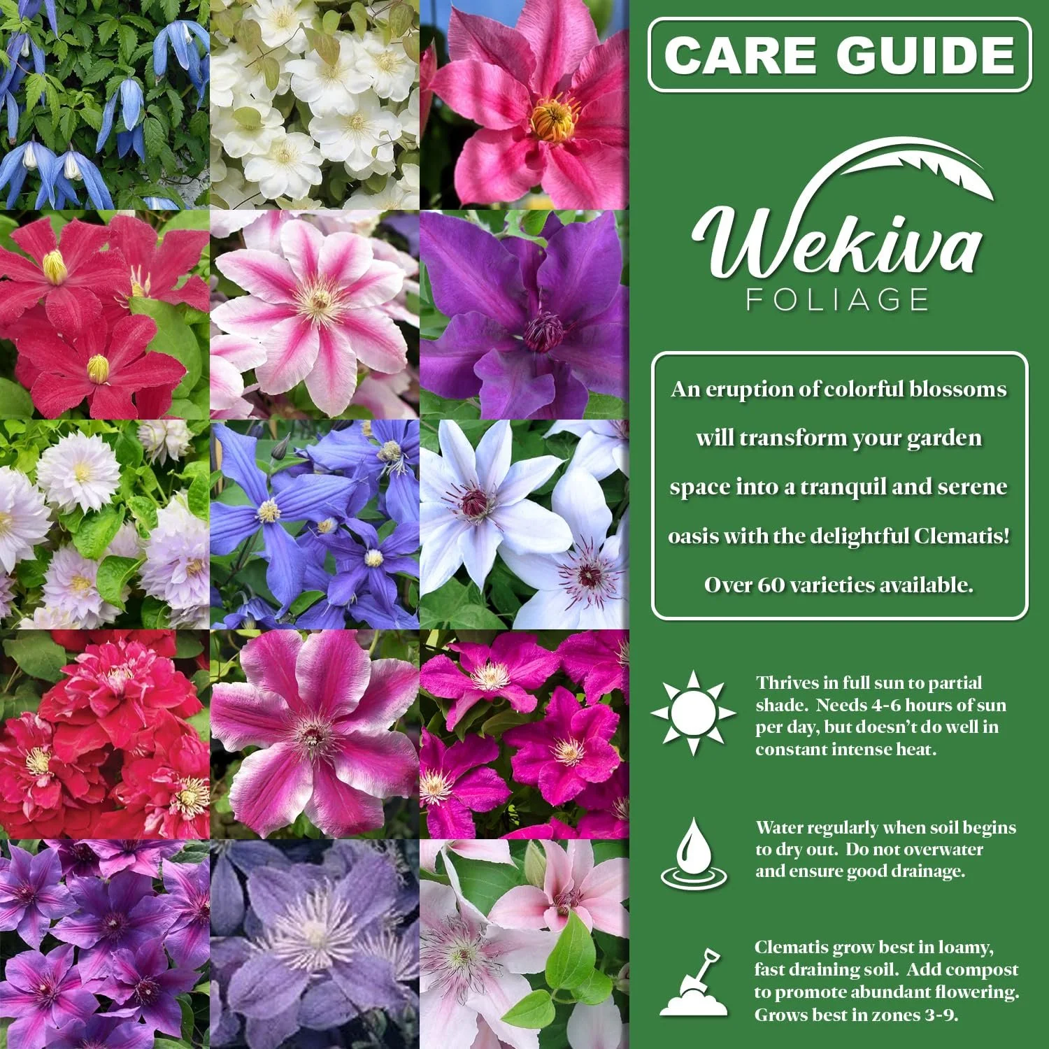 Clematis Variety Pack - 10 Live Starter Plants in 4 Inch Pots - Grower's Choice One Each of Multiple Clematis Varieties - Beautiful Flowering Vines from Florida