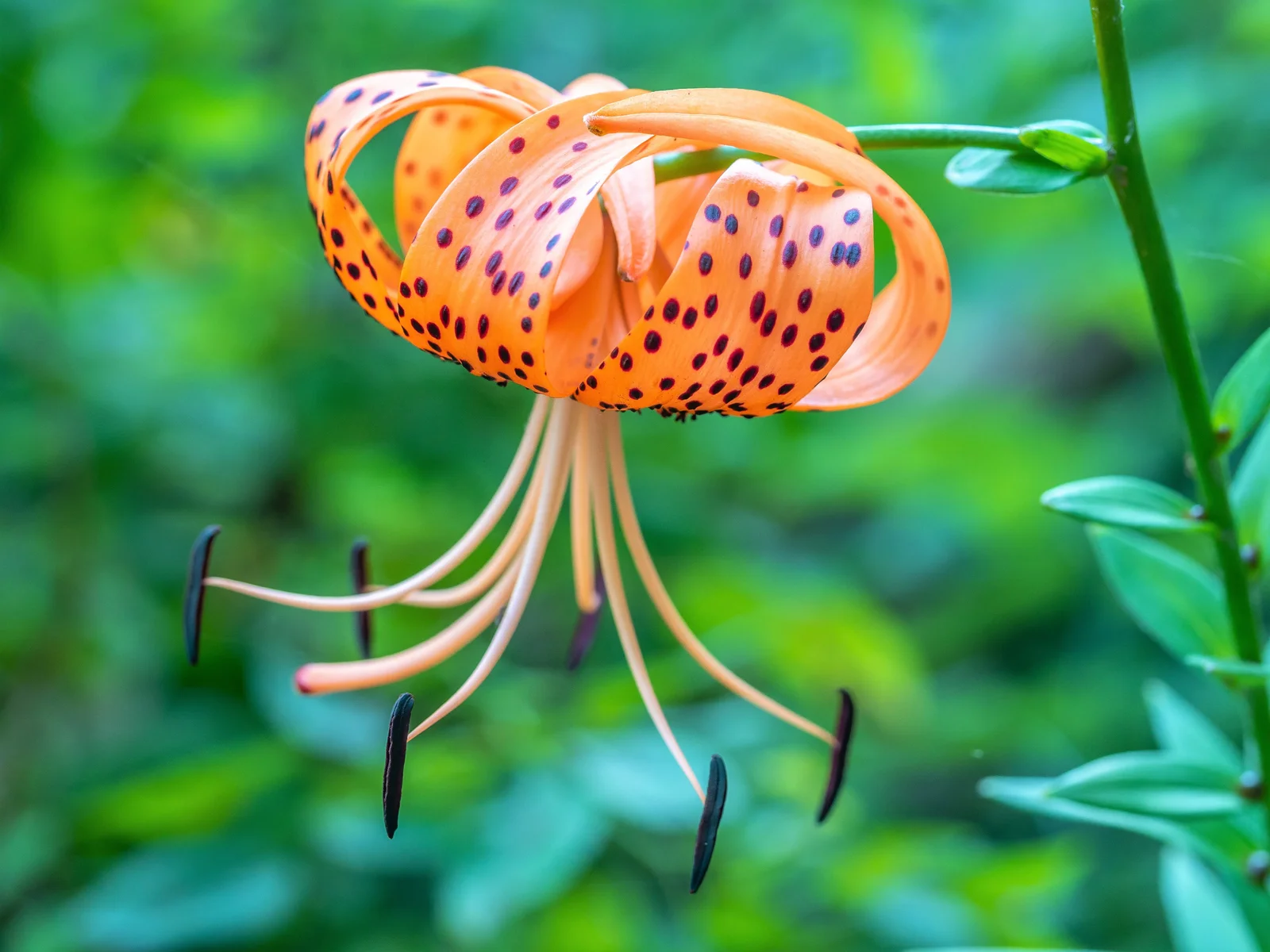 20 COLUMBIAN TIGER LILY Oregon Lilium Columbianum Orange Maroon Flower Seeds