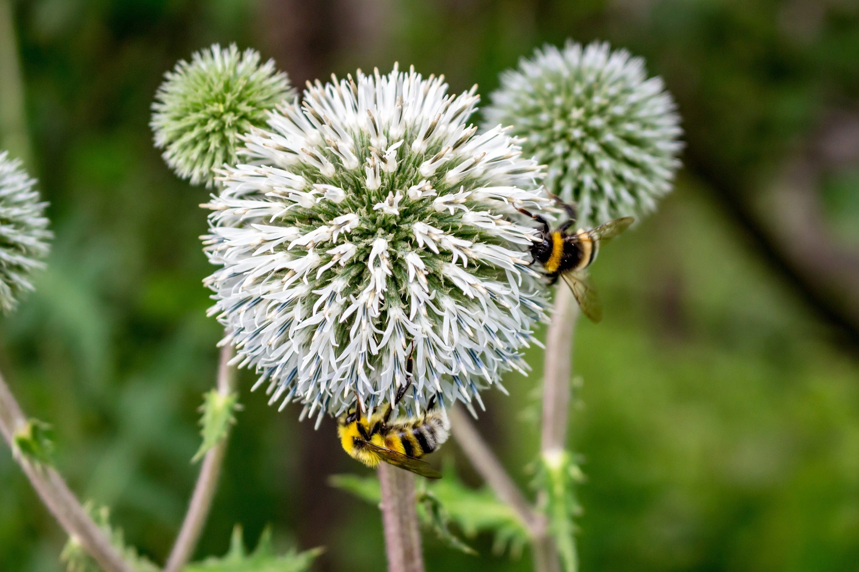 20 Silver GIANT GLOBE THISTLE Echinops Sphaerocephalus Great Globethistle Silvery White Flower Seeds