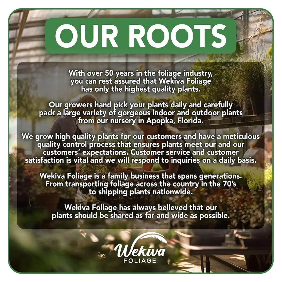 Pink Guava Tree - Live Plant in a 1 Gallon Pot - Psidium Guajava - Edible Fruit Bearing Tree