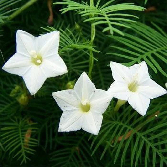 Cardinal Climber Seeds - White - Packet - White Flower Seeds,  Heirloom Seed  Attracts Bees, Attracts Butterflies, Attracts Hummingbirds, Attracts Pollinators, Easy to Grow & Maintain, Container