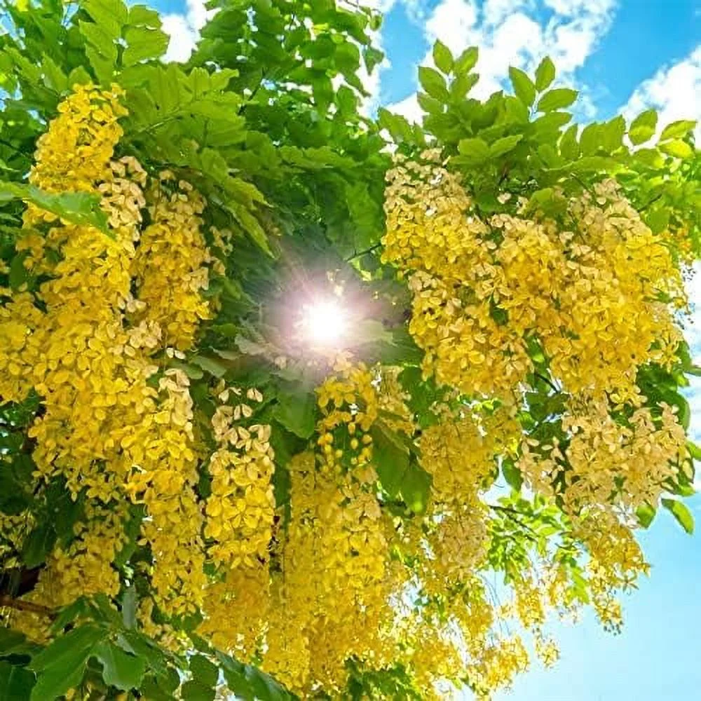 10 Seeds Golden Shower Tree Seeds Purging Cassia Fistula Indian Laburnum Pudding-Pipe Tree Seeds- Rare Gold Rush Yellow Flower Plant- Easy Grow