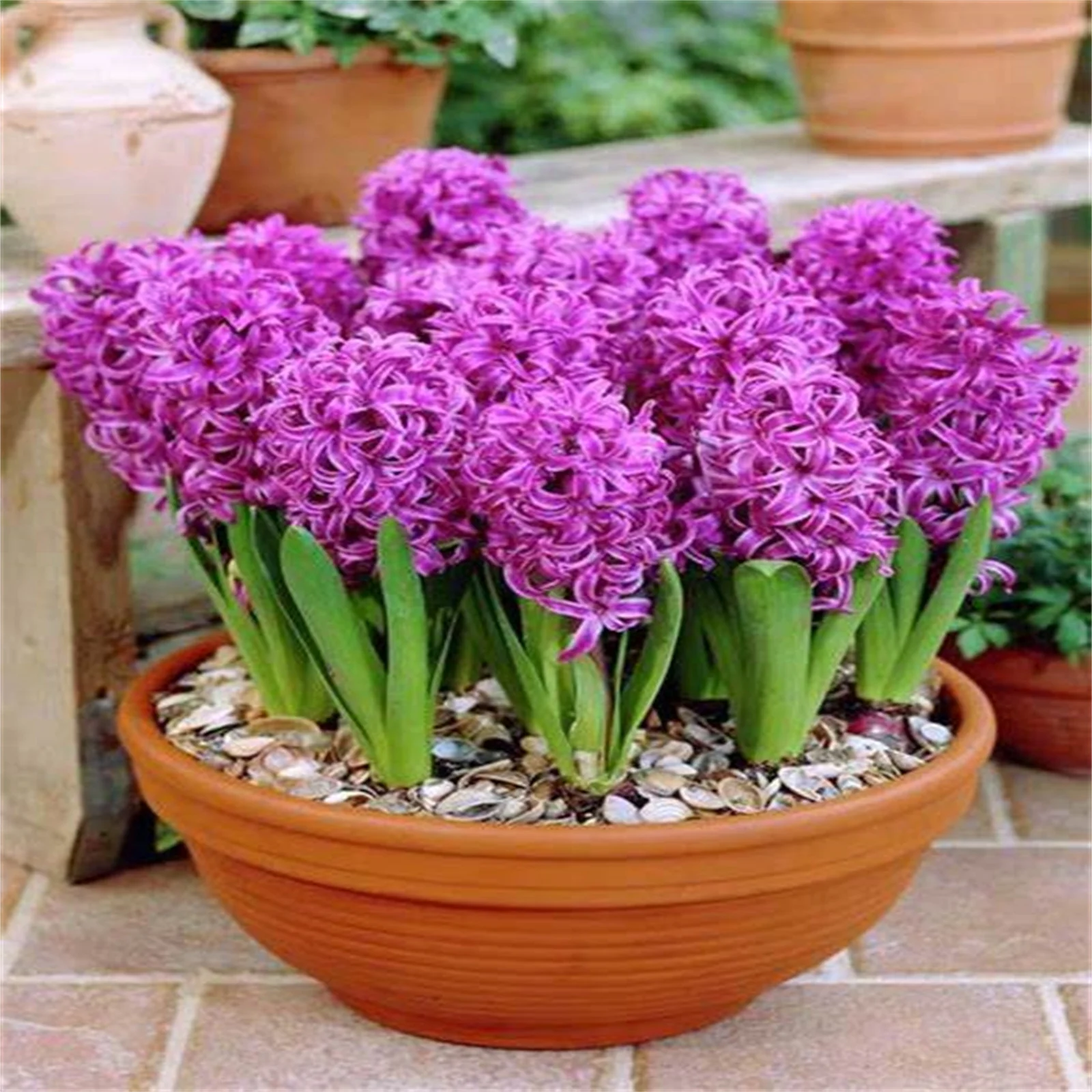 Hyacinth Bulbs, Seasonal Flowers, Hyacinth,Fragrant Flowers, Perennials,Cut Flowers Hyacinth Bulbs For Sale