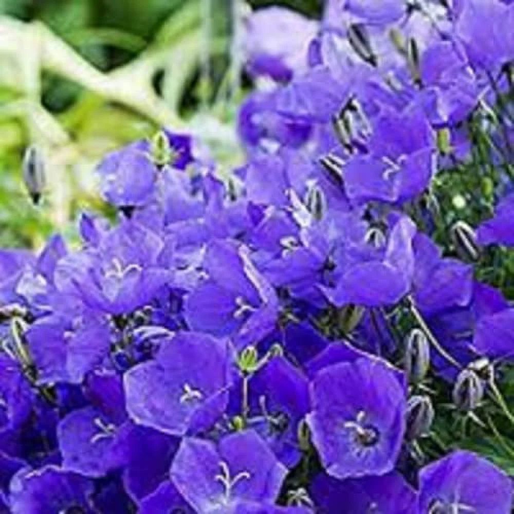 CHUXAY GARDEN 200 Seeds Campanula Carpatica Seed,Tussock Bellflower,Carpathian Harebell Blue Lovely Flowers Low-Growing Perennial Flowering Plant High Germination Rate