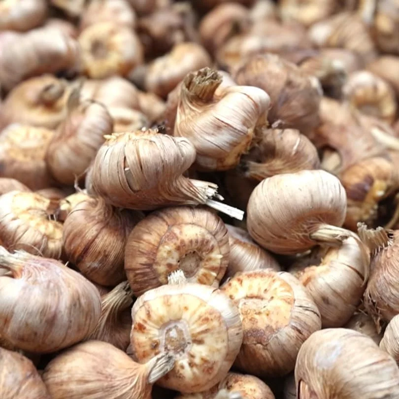 Mixed Gladiolus Flower Bulbs - 50 Bulbs Assorted Colors