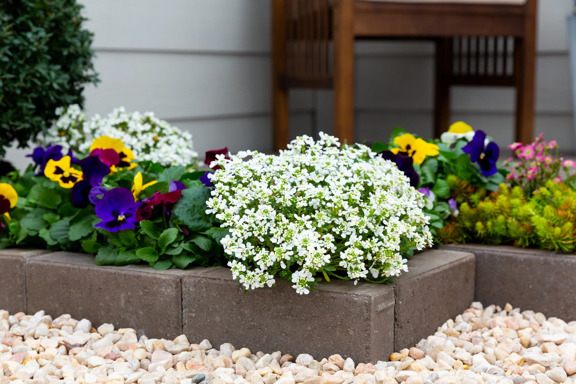 Expert Gardener QT White Iberis Live Plants with Grower Pot