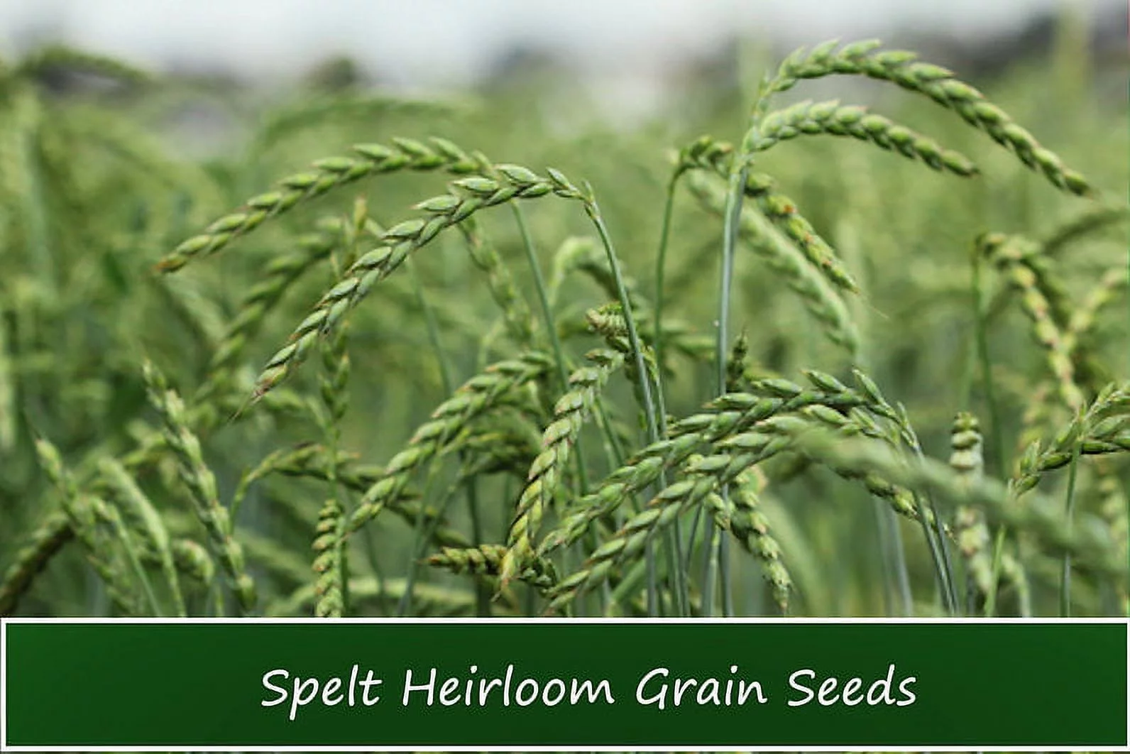 Grain Seeds - Organic Spelt - Dinkel- 100 Seed Starter Pack - Cereal & flour Grain-Grow your own Flour! Container Pots or Garden Standard