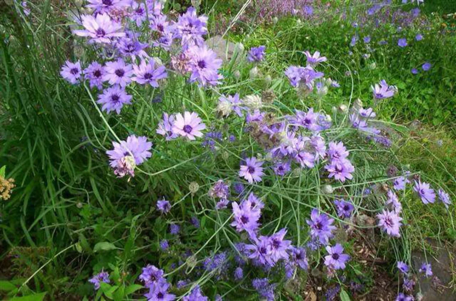 20 Blue CUPIDS DART aka ' LOVE plant ' Catananche Caerulea Flower Seeds