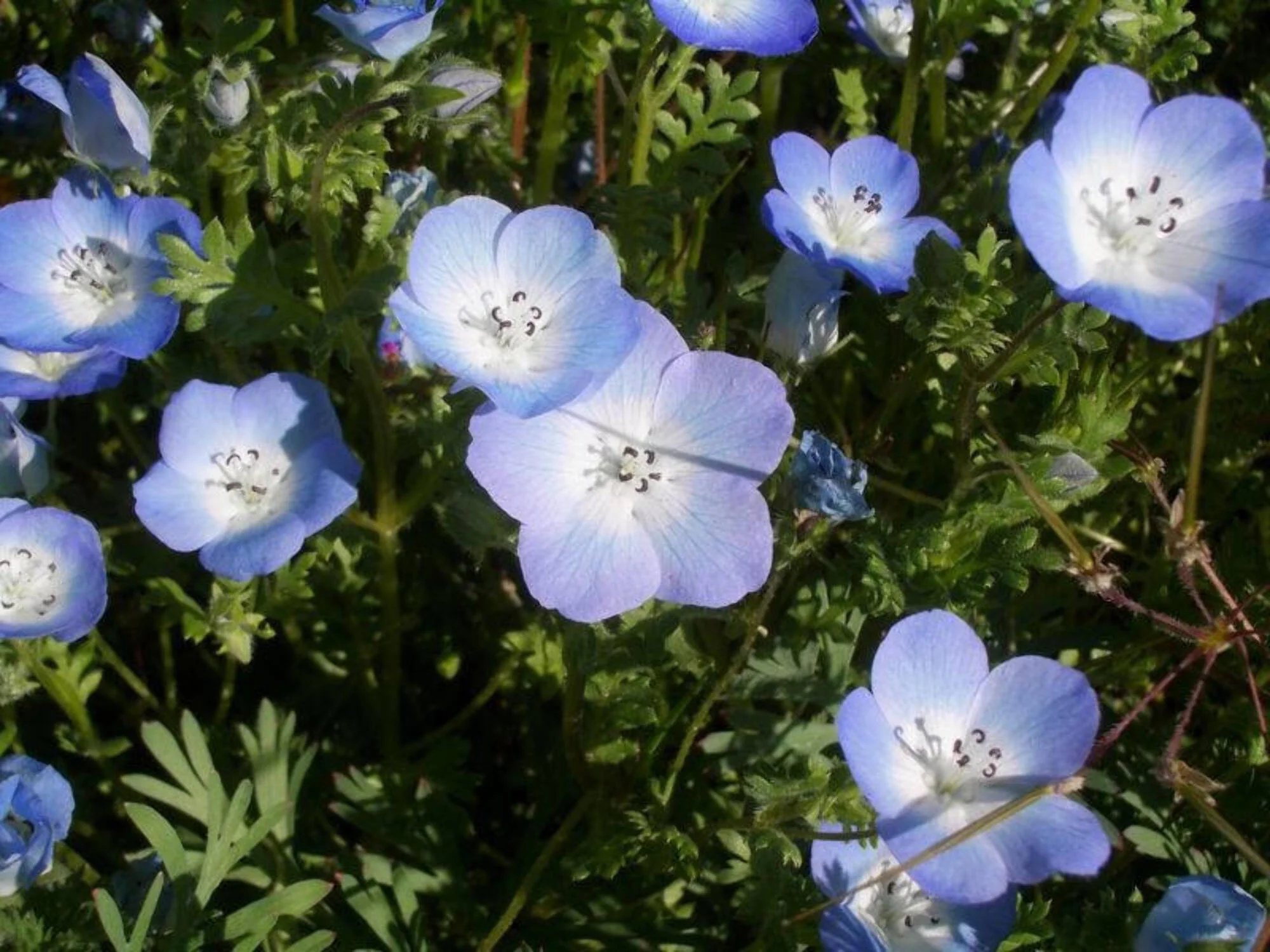250 BABY BLUE EYES Nemophila Menziesii Fragrant Butterfly Flower Seeds