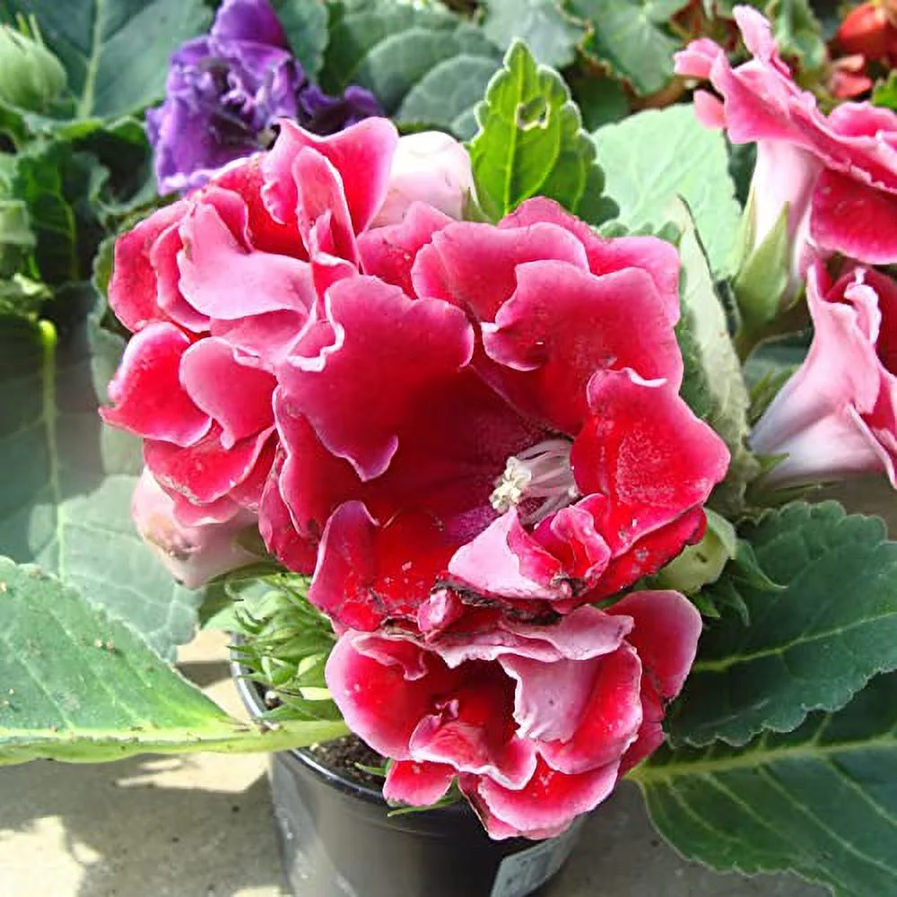 Gloxinia Seeds Tropical Perennial Fast-Growing Home Decorate Ornamental Easy to Care Houseplant Indoor Outdoor 15Pcs Flower Seeds by YEGAOL Garden