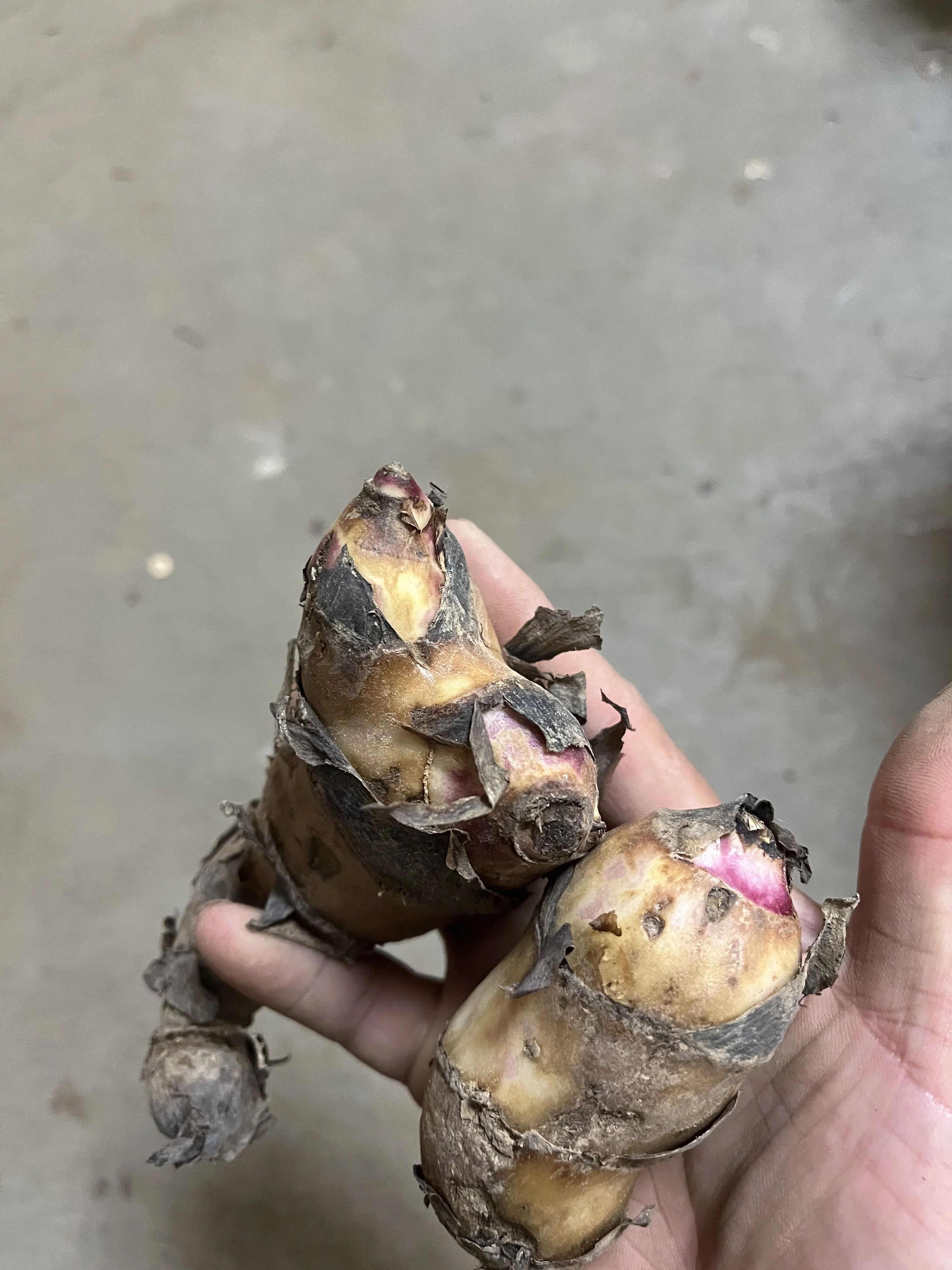 Canna Bulbs, Brightly Colored, Rhizomes, Perennials, Rich, Balcony, Garden，Canna Lily Bulbs，Canna Lily Bulbs Giant，Canna Lily Roots ，Canna Bulbs For Sale