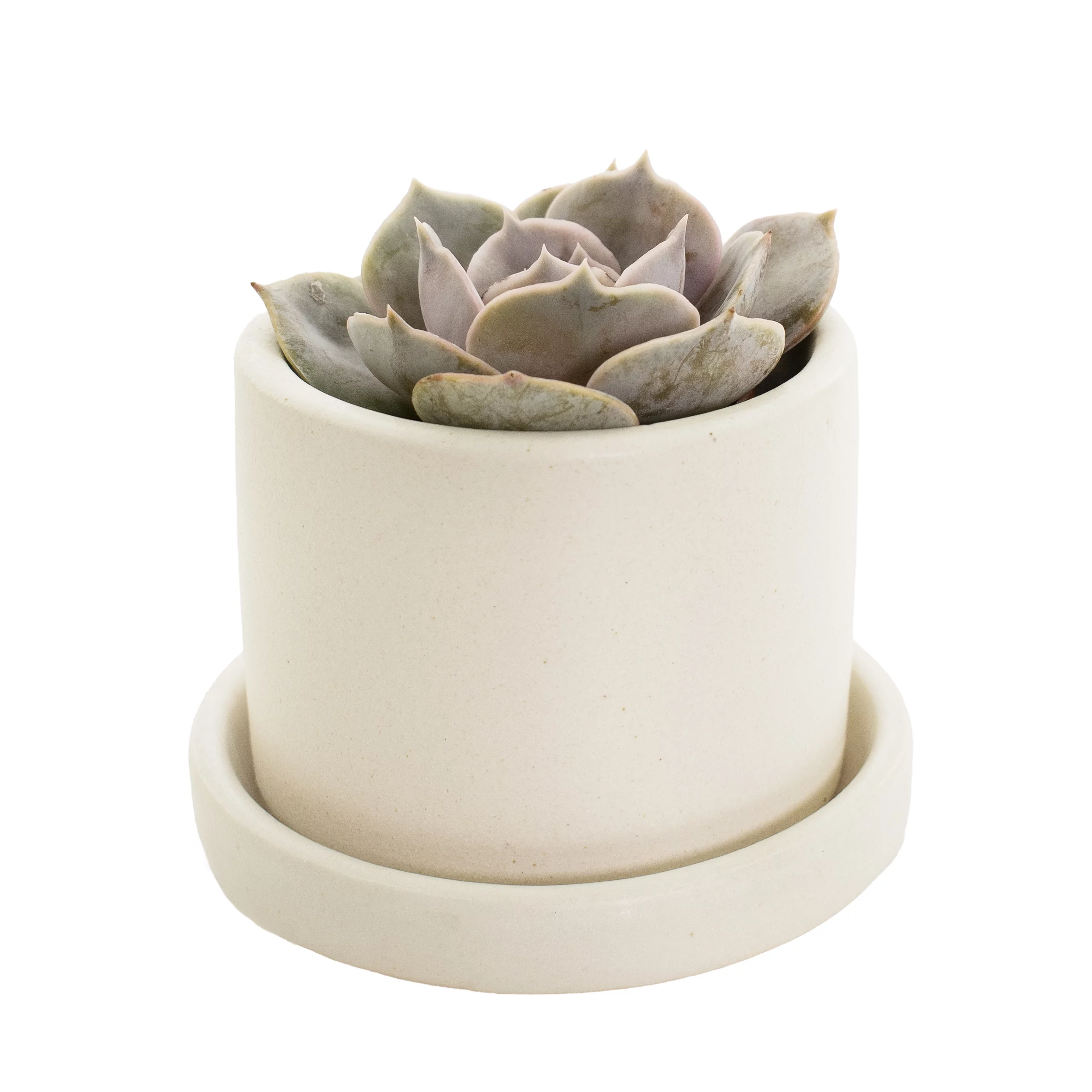 Plant with Purpose 2.5 in. Hyde Semi Matte Cream Ceramic Container with Saucer - 1 Piece