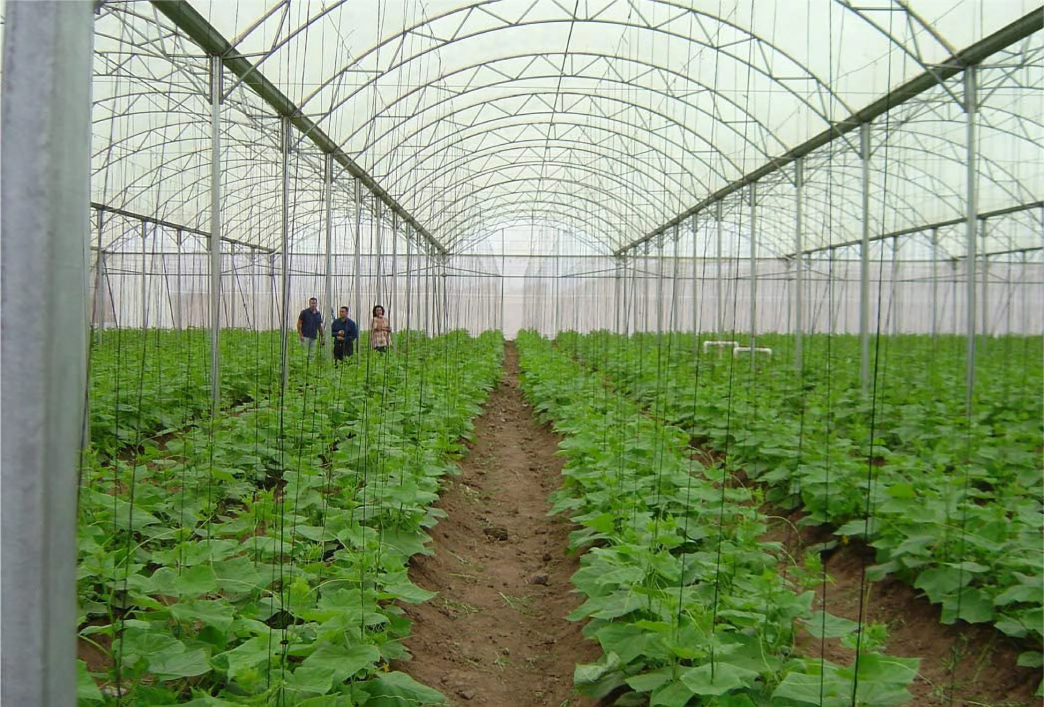 Greenhouse Plastic Clear 6 mil, 4 Year, Polyethylene Covering Film (25 ft. Wide x 25 ft. Long)