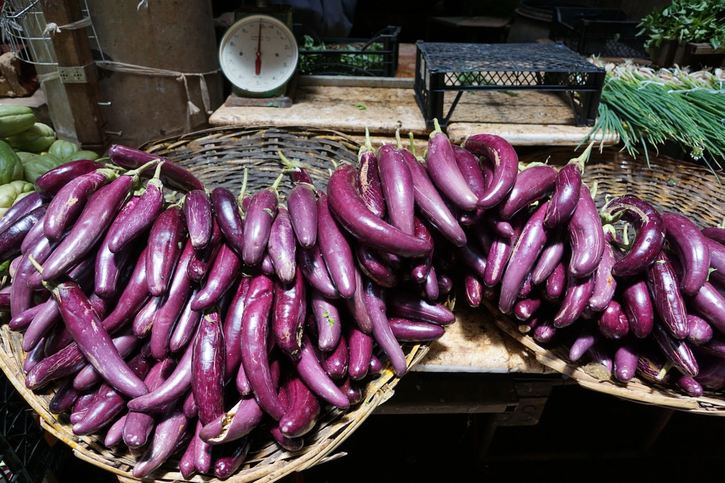 Long Purple Eggplant Seeds/ Annual/ Full Sun/ 32K Seeds 1/4lb/ Zellajake Farm and Garden - B36