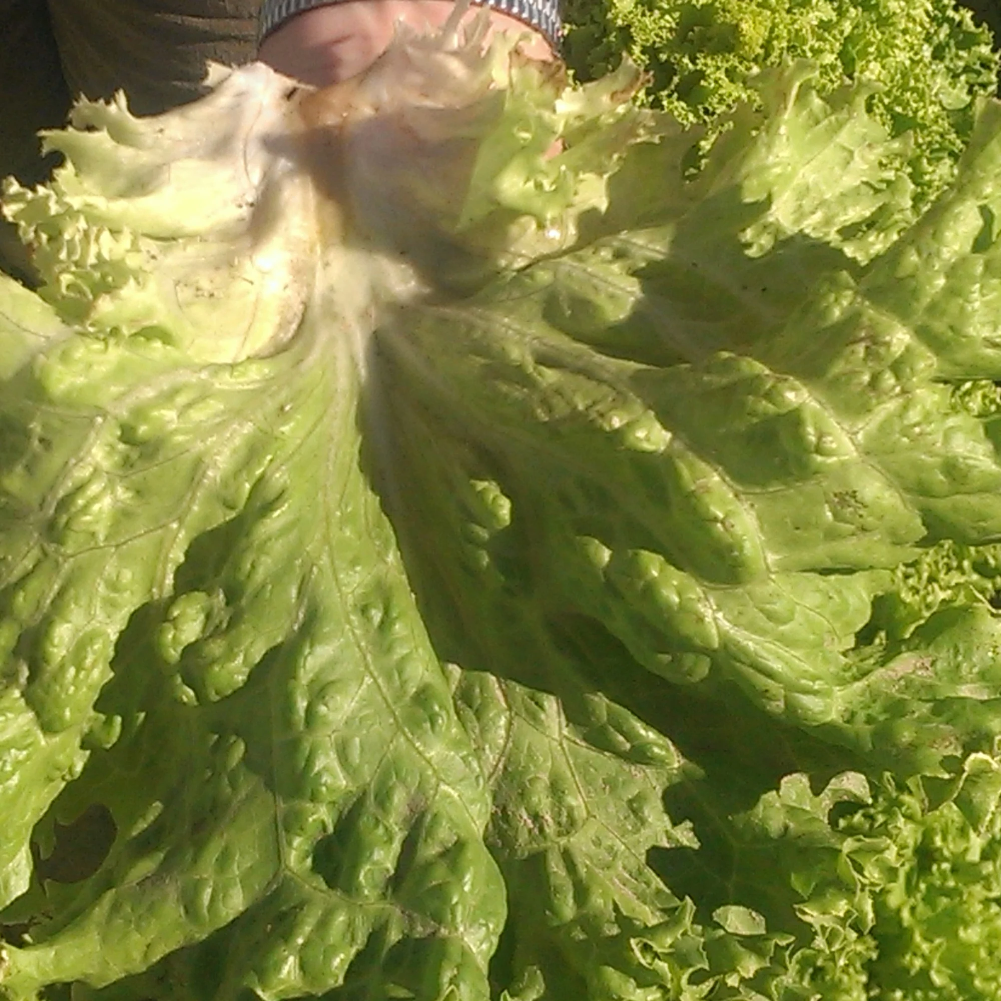 Lettuce Seeds - Crisphead - New York 12 - 1 g Packet ~900 Seeds - Farm & Garden Vegetable Seeds - Non-GMO, Heirloom, Open Pollinated, Annual