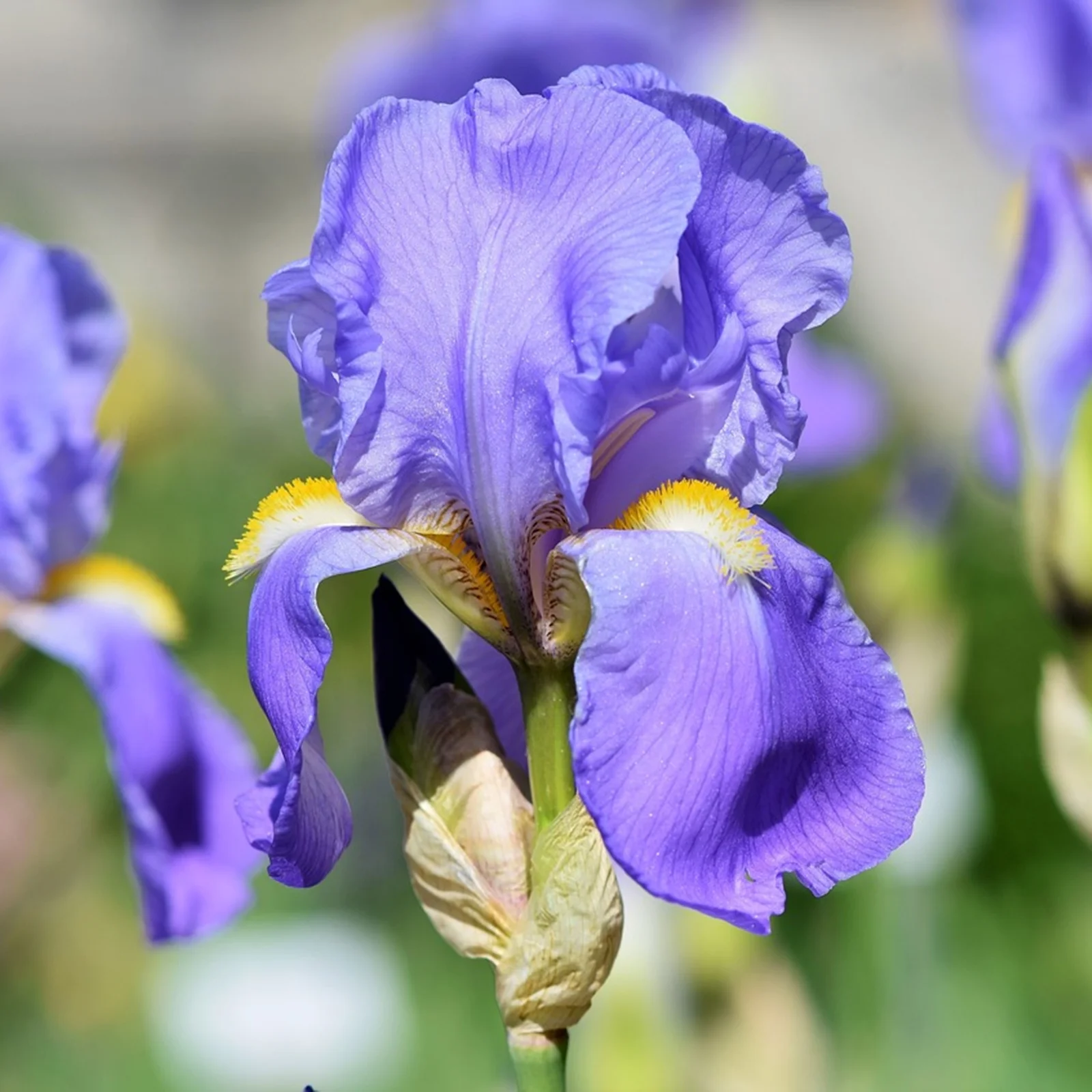 Iris Bulbs, Iris Plants Bulbs, Bearded Iris Bulbs For Planting, Good Drainage To Promote Vigorous Growth, Iris Is Cold-Resistant,Has Strong Rhizomes.Simply Beautiful Flowering Perennial,Is Drought,
