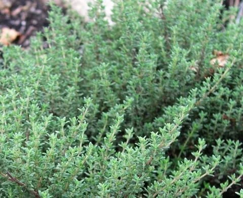 Clovers Garden English Thyme Plant– Two (2) Live Plants – Not Seeds –Each 4