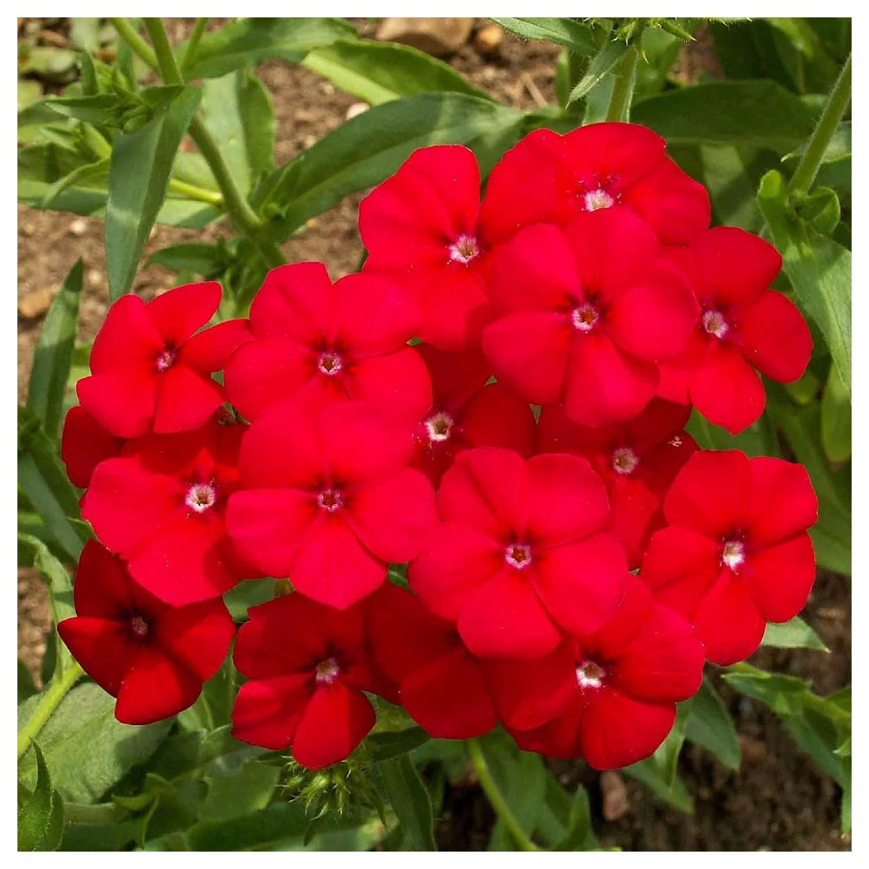 Everwilde Farms - 1/4 lb Red Drummond Phlox Native Wildflower Seeds - Gold Vault Bulk Seed Packet