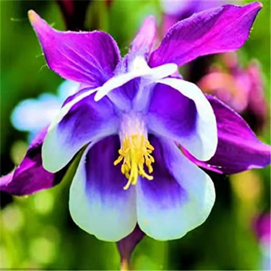 20 Seeds PURPLE Columbine McKana Giants Flower Seeds, Perennial Colorful, Easy to Grow Attracts Bees and Hummingbirds 20 SEEDS Free Shipping