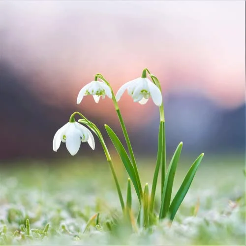 CHUXAY GARDEN Galanthus-Snowdrop 200 Seeds Hardy Flowering Plant Striking Landscaping Plant Grows in Just Weeks