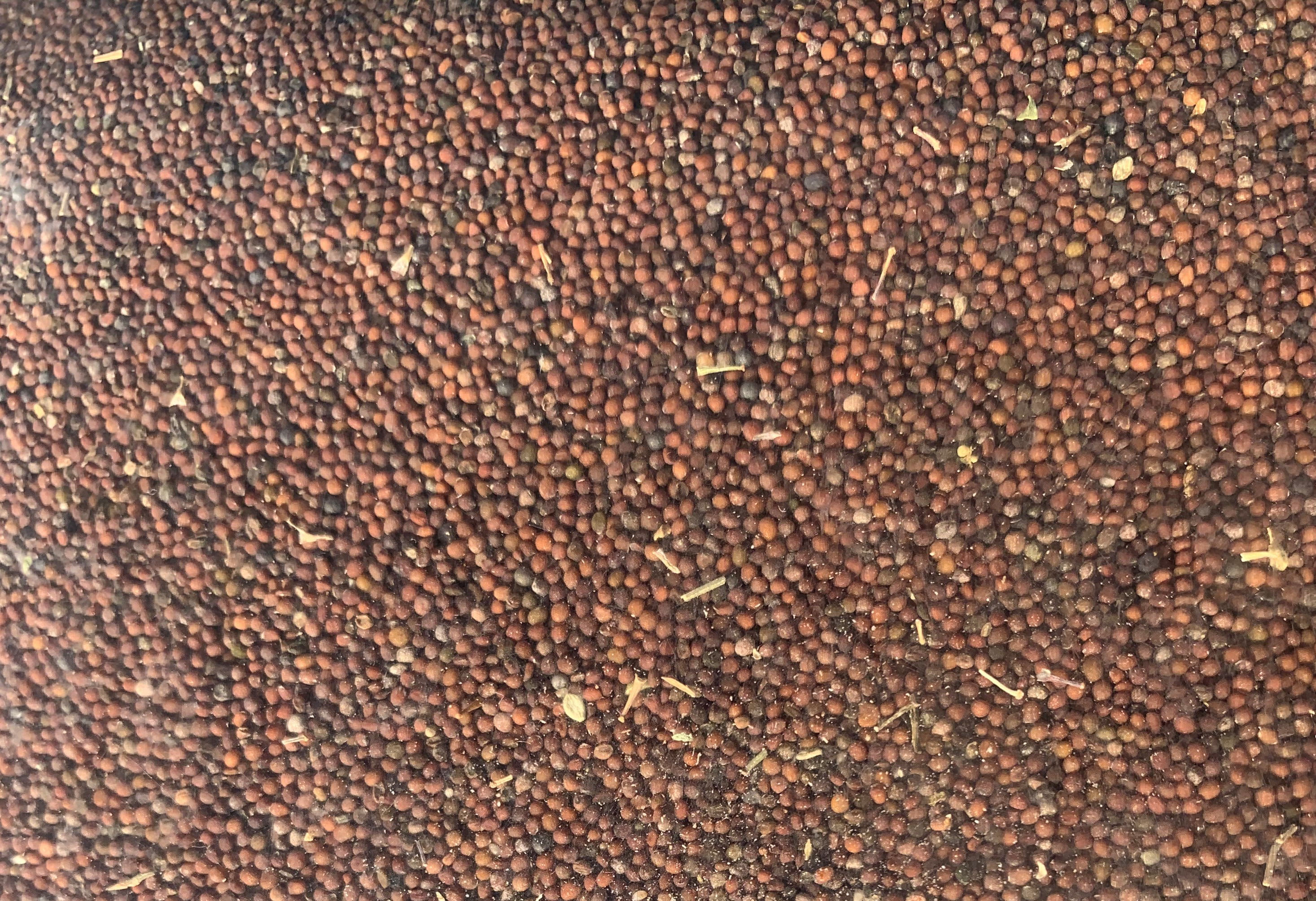 Eritrean Ethiopian Senafich Mustard Seed 2 pounds