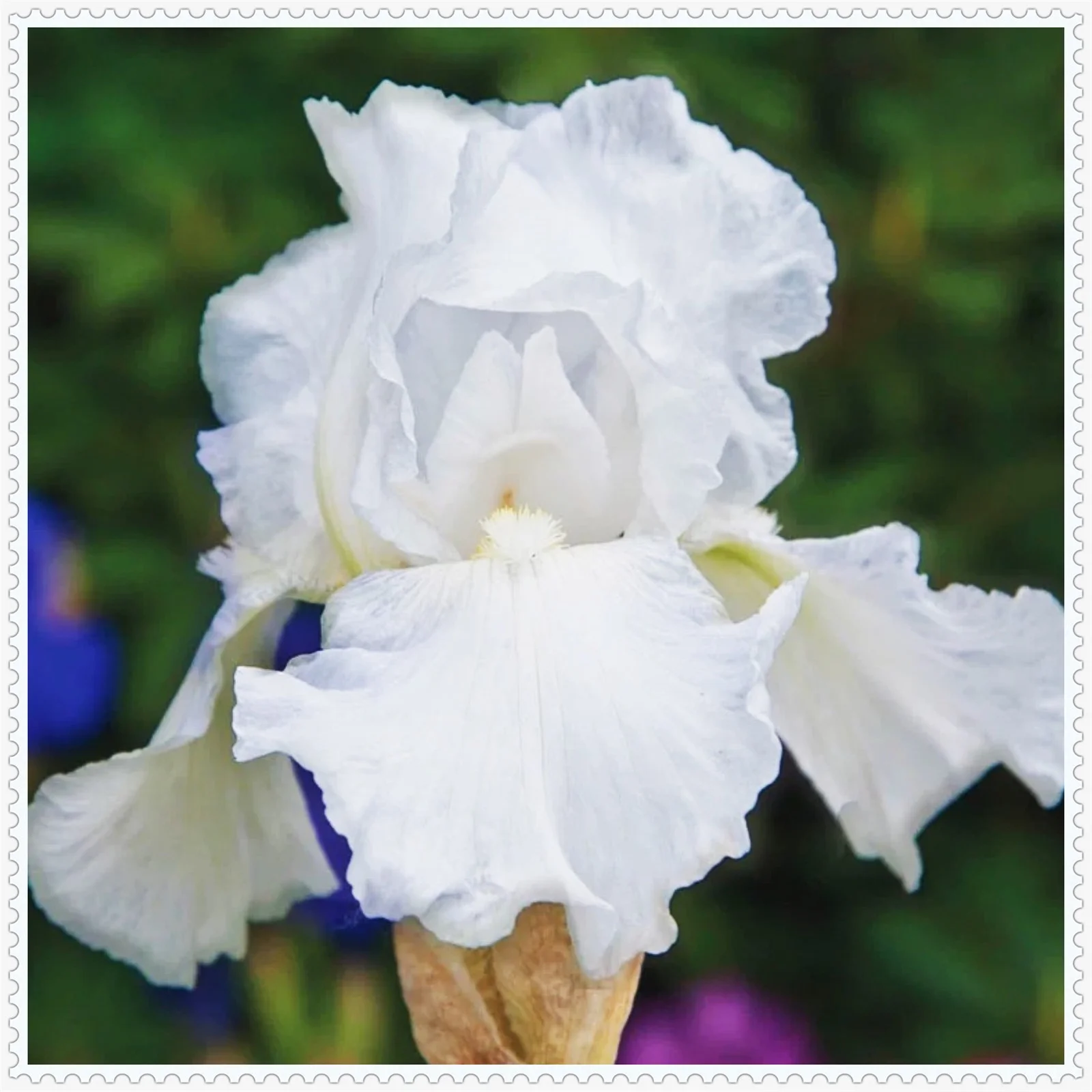 Iris bulbs bulk, iris plant,Iris bulbs fior planting iris bulbs for planting perennial grows well in gardens and pots