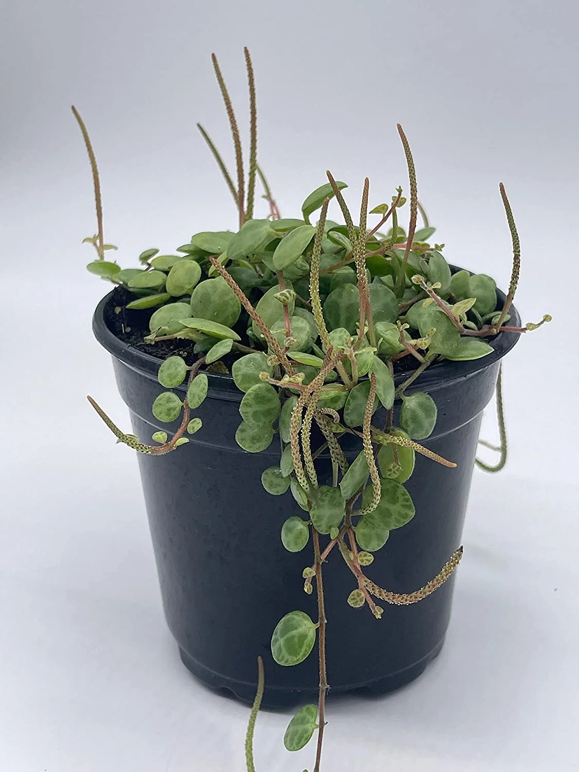 String of Turtles, Peperomia prostrata, Vining Plant, Live in a 4 inch Pot