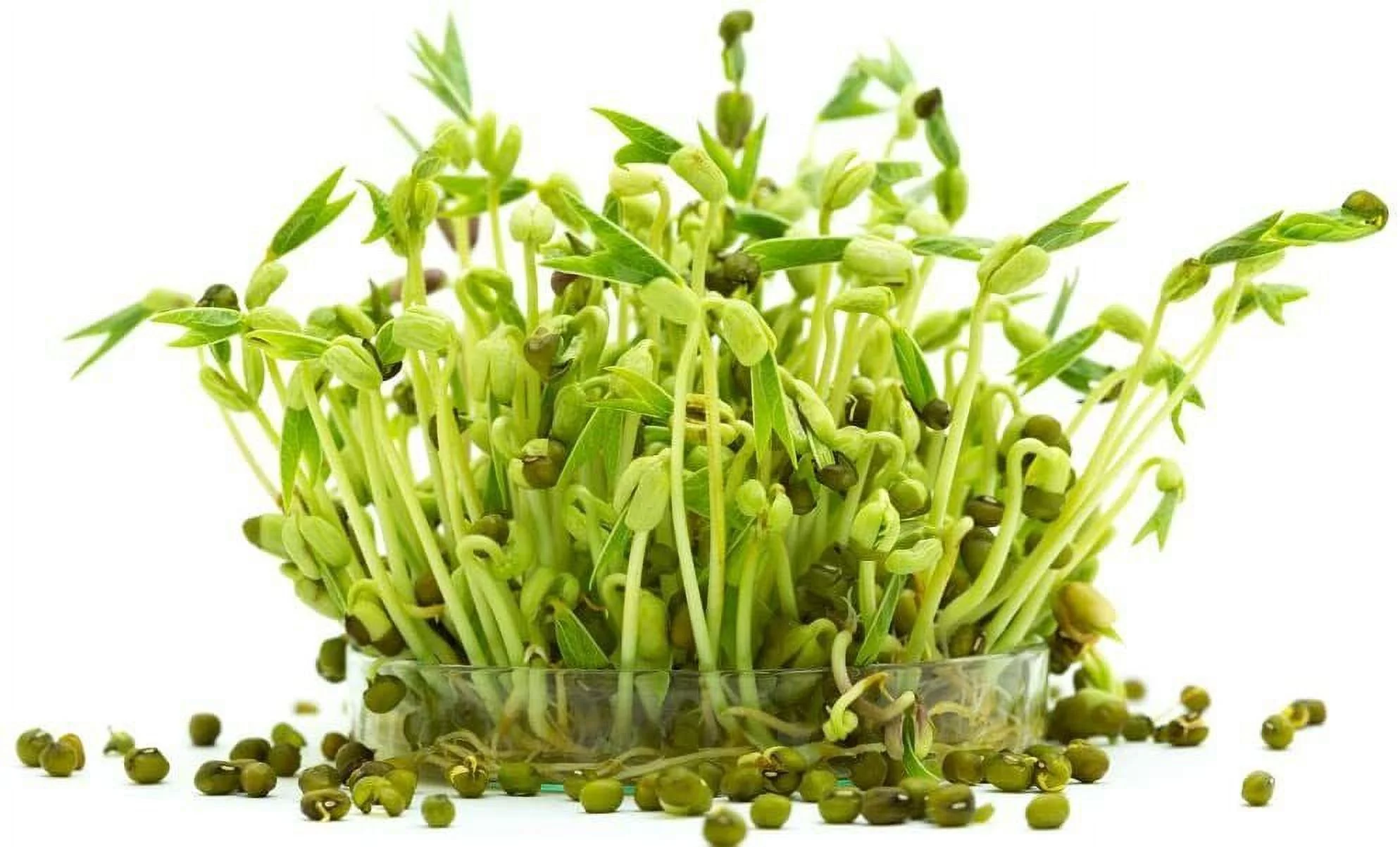 100 Mung Bean Sprout Seeds to Grow Tasty and Delicious Sprouts in Just Water